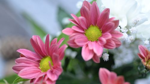 flower before